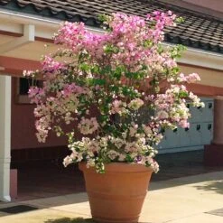 Thai Delight Bougainvillea -Blooming Yard Bougainvillea Thai 3