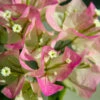 Thai Delight Bougainvillea 2 Thai Delight Bougainvillea -Blooming Yard Bougainvillea Thai FGT 600x600 d6b29cf6 b979 48df 8763 85911721860b