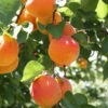 Bounty Peach Tree -Blooming Yard Bounty Peach 600x600 ee4d2b5f 3ab5 4cf8 b1cb 748f957a658b