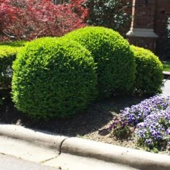 Titan Boxwood Shrub -Blooming Yard Boxwood Titan 3 FGT