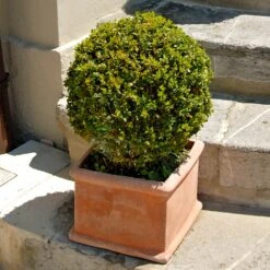 Titan Boxwood Shrub -Blooming Yard Boxwood Titan 6