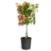 Bi-Color Bougainvillea Tree -Blooming Yard Braided BiColor Bougainvillea