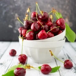 Brooks Cherry Tree -Blooming Yard Brooks Cherry Tree 5 FGT