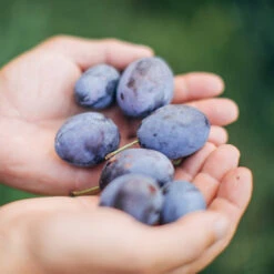 Brooks Plum Tree -Blooming Yard Brooks Plum 3