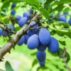 Brooks Plum Tree -Blooming Yard Brooks Plum 600x600 dbabda0f fd58 4a5e 853b c051820ba0d6