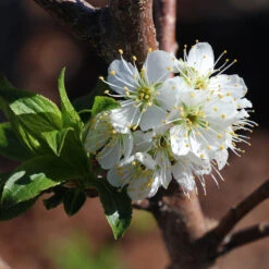 Bubblegum 'Toka' Plum Tree 10 Bubblegum 'Toka' Plum Tree -Blooming Yard Bubblegum Toka Plum 4