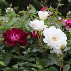 Burgundy Iceberg And Iceberg Two-fer® Rose Tree -Blooming Yard Burgandy Iceburg ROse Tree 1