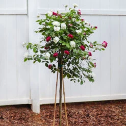 Burgundy Iceberg And Iceberg Two-fer® Rose Tree -Blooming Yard Burgandy Iceburg ROse Tree 4
