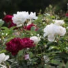 Burgundy Iceberg And Iceberg Two-fer® Rose Tree -Blooming Yard Burgandy Iceburg ROse Tree 600x600 7408cf92 533a 4304 9224 4b16542c1c73