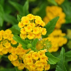 Chapel Hill Yellow Lantana -Blooming Yard CHapel Hill gold lantana 1