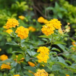 Chapel Hill Yellow Lantana -Blooming Yard CHapel Hill gold lantana 3