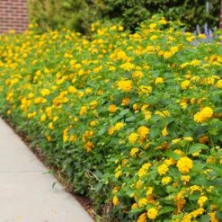 New Gold Lantana -Blooming Yard CHapel Hill gold lantana 4