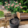 Cherish Rose Tree -Blooming Yard CHerish Rose Tree 600x600 b551c3a5 d832 4cbe 9cbe 9626314e8eca