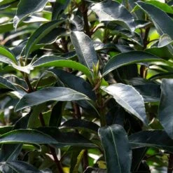 Chindo Sweet Viburnum Shrub -Blooming Yard CHindo Viburnum 3