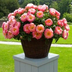 Coral Charm Peony -Blooming Yard COral Charm Peony 1