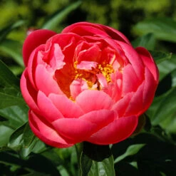 Coral Charm Peony -Blooming Yard COral Charm Peony 3 FGT