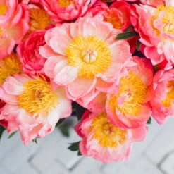 Coral Charm Peony -Blooming Yard COral Charm Peony 6 FGT