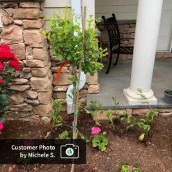 Dwarf Korean Lilac Tree -Blooming Yard CPB DwarfKoreanLilacTree MicheleS ugc test