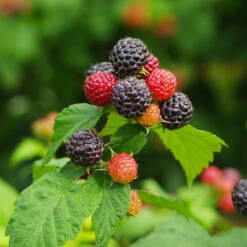 Cumberland Black Raspberry -Blooming Yard CUmberland Black RAspberry 1 FGT
