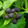Cumberland Black Raspberry -Blooming Yard CUmberland Black RAspberry 5 FGT