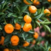 Calamondin Bush -Blooming Yard Calamondin2 Bush FGT 600x600 9e8d15f8 b498 4030 97e9 1ec6aaff2b96