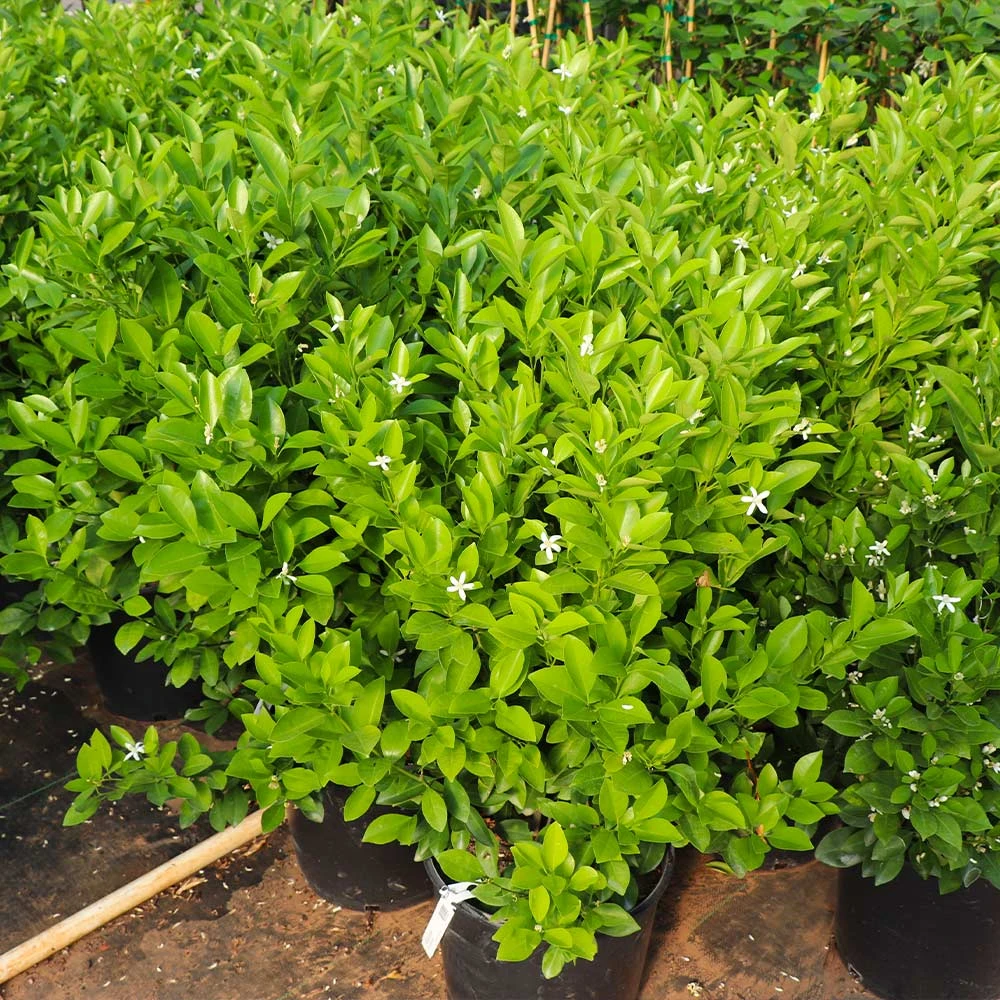 Calamondin Bush 7 Calamondin Bush - Image 5