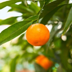 California Honey Mandarin Tree -Blooming Yard California Mandarin 3