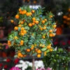 California Honey Mandarin Tree -Blooming Yard California Mandarin FGT 600x600 916c5935 1e01 4487 a634 987a74a0da2b