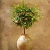 Calamondin Tree -Blooming Yard Calomondin FGT 600x600 61fc6ceb be3a 471b 85e2 cdcd99c89a7d