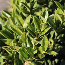 Carissa Holly -Blooming Yard Carissa Holly 2