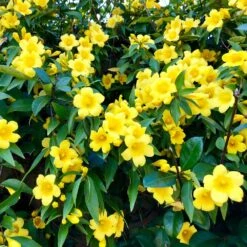 Carolina Jasmine 8 Carolina Jasmine -Blooming Yard Carolina Jessamine Yellow Jasmine 1 FGT