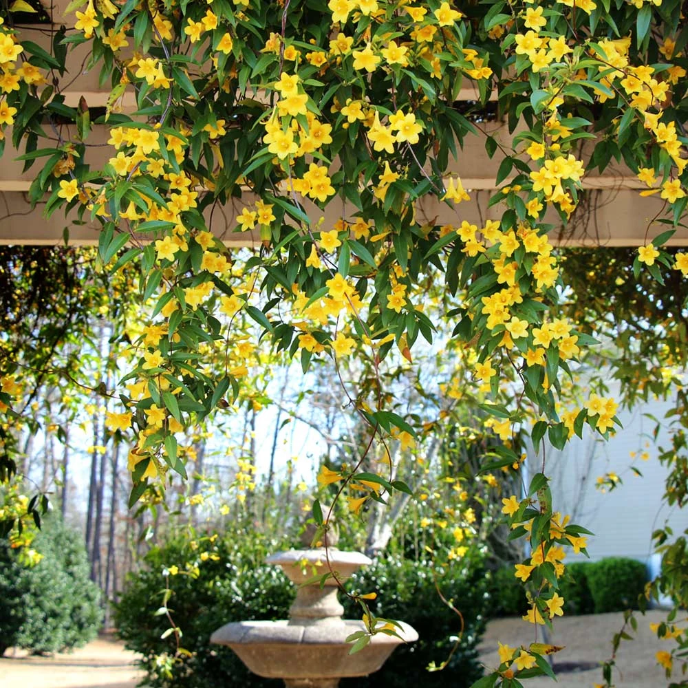Carolina Jasmine 4 Carolina Jasmine - Image 2