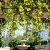 Carolina Jasmine -Blooming Yard Carolina Jessamine Yellow Jasmine FGT 600x600 2df64fae 9c59 438a a269 396ce4c7b66d