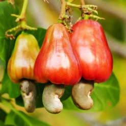 Cashew Tree -Blooming Yard Cashew Nut Tree 7