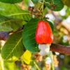 Cashew Tree -Blooming Yard Cashew Nut Tree FGT 600x600 ae50f6a6 ab86 49a6 a9b6 65c6a211e420