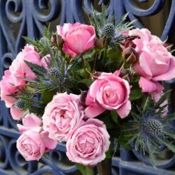 Cathedral Bells Rose 7 Cathedral Bells Rose -Blooming Yard Cathedral Bells Rose Tree 2