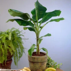 Smoothie Kit -Blooming Yard Cavendish Banana 4 d5d43398 d2c2 4a90 8865 0f7abee58540