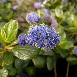 Yankee Point California Lilac 8 Yankee Point California Lilac -Blooming Yard Ceanothus Yankee Point 1