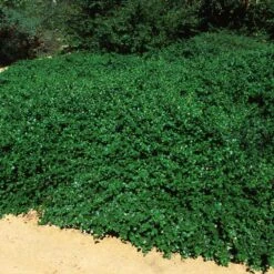 Yankee Point California Lilac 9 Yankee Point California Lilac -Blooming Yard Ceanothus Yankee Point 5