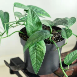 Cebu Blue Pothos -Blooming Yard Cebu Blue Pothos 1