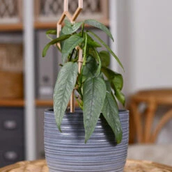 Cebu Blue Pothos -Blooming Yard Cebu Blue Pothos 3