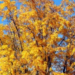 Chandler Walnut Tree -Blooming Yard Chandler Walnut 1