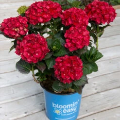 Cherry-Go-Round™ Hydrangea -Blooming Yard Cherry Go Round Hydrangea 1