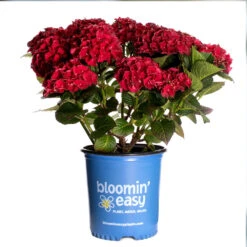 Cherry-Go-Round™ Hydrangea -Blooming Yard Cherry Go Round Hydrangea 3
