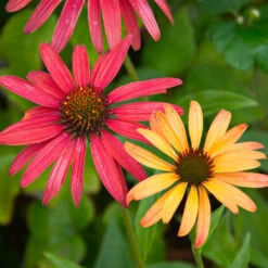 Cheyenne Spirit Echinacea (Coneflower) -Blooming Yard Cheyenne SPirit Coneflower 4