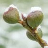Chicago Hardy Fig Tree - USDA Organic -Blooming Yard Chicago Hardy Fig FGT 600x600 e8413273 a84c 4175 9fec bfc39b6b2bde