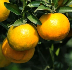 Chinotto Sour Orange Tree -Blooming Yard Chinotto Sour Orange Tree 450 D1