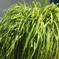 Citronella Grass (Cymbopogon Nardus) -Blooming Yard Citronella GRass 4 FGT