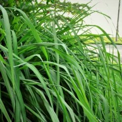 Citronella Grass (Cymbopogon Nardus) -Blooming Yard Citronella GRass 5