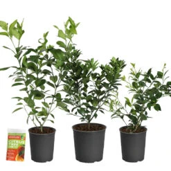 All-in-One Citrus Starter Kit -Blooming Yard Citrus Starter Kit 2